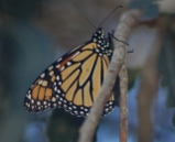 monarch butterfly, pismo beach